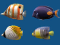 梦幻3D热带鱼水族箱屏保(Marine Aquarium)