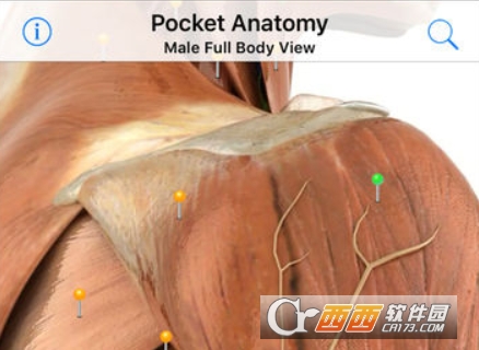 Pocket Anatomy 2018